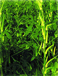 File:Okra1.jpg