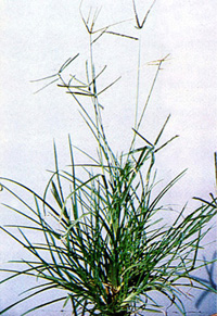 File:Herb1.jpg