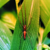 File:Spider05.jpg