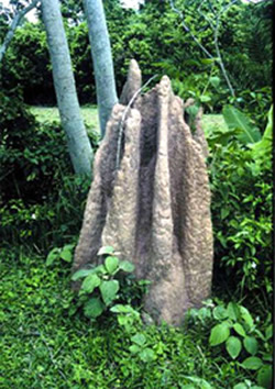 File:Termite1.jpg