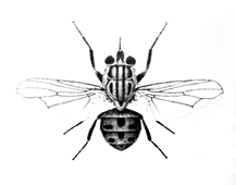 File:FlyStable.jpg