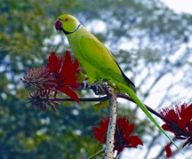 File:ParakeetRose-ringedParakeet.jpg