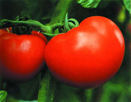 File:Tomato.jpg