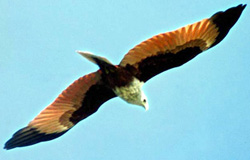 File:KiteShankhoChill.jpg