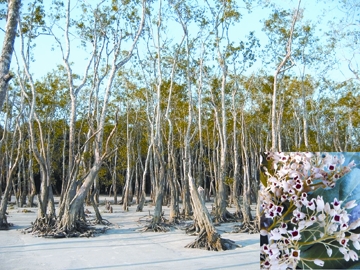 File:SundriTree.jpg