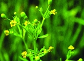 File:WildFlower10Jaldhania.jpg