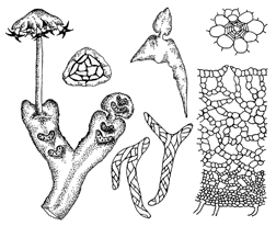 File:Bryophyte.jpg