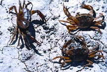 File:Crab1.jpg