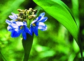 File:WildFlower09Shola.jpg