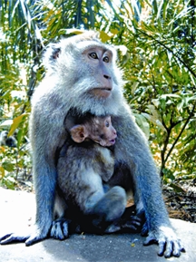 File:MacacaFascicularis.jpg