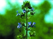 File:WildFlower05Gobura.jpg