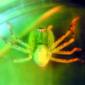 File:Spider02.jpg