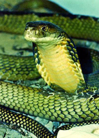 File:KingCobraReptile.jpg
