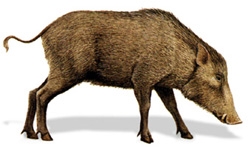 File:MammalWildBoard.jpg