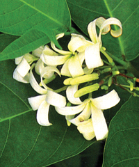 File:Flora4.jpg