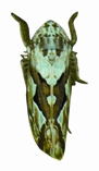 File:Leafhopper.jpg