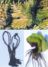 File:Biodiversity2.jpg