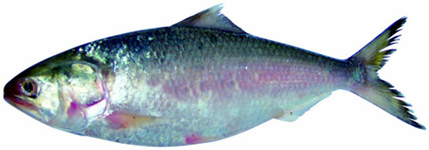 File:Hilsa.jpg