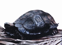 File:BiodiversityReptile.jpg