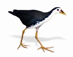 File:BirdWhitebreastedWaterhen.jpg