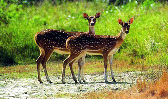 File:DeerSpotted.jpg