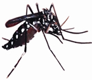 File:FauanAedesMosquito.jpg