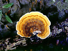 File:Fungus.jpg