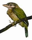 File:BarbetLargeGreen.jpg