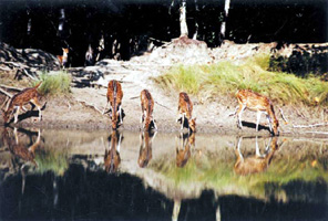 File:DeerSundarbans.jpg