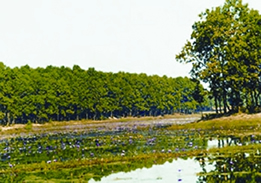File:ForestSalGazipur.jpg