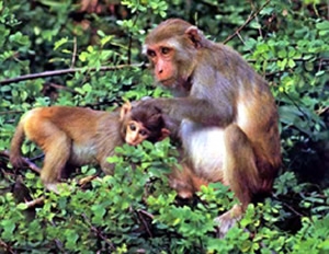 File:MammalMacaque.jpg