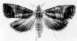 File:MothCodling.jpg