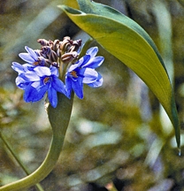File:AquaticPlant2tif.jpg