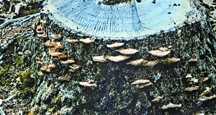 File:BiodiversityBracketFungus.jpg