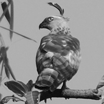 File:BuzzardJerdon.jpg
