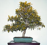 File:Bonsai2.jpg