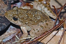 File:FrogToad1.jpg