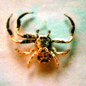 File:Spider03.jpg