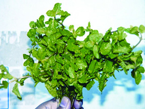 File:AromaticPlant1.jpg