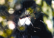 File:BiodiversitySpider.jpg