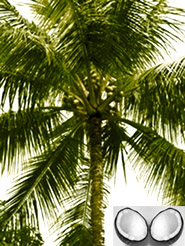 File:Coconutplant.jpg