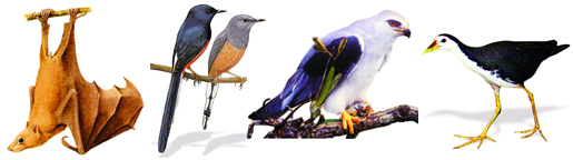 File:Fauna3.jpg