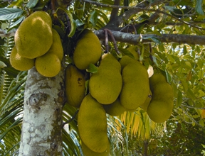 Jackfruit - Banglapedia