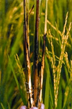 File:RiceDiseases.jpg
