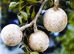 File:WoodApple.jpg