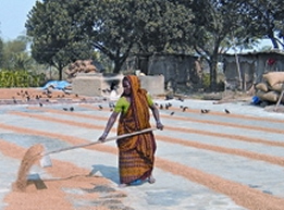 File:RiceDrying.jpg