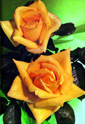 File:Rose 08.jpg