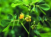 File:WildFlower03Chakunda.jpg