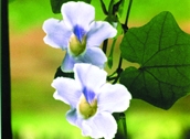 File:WildFlower06Nillata.jpg