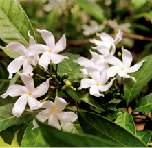 File:FloraPalant1.jpg